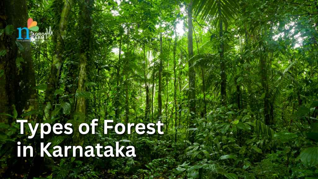38 Types of Forests in Karnataka